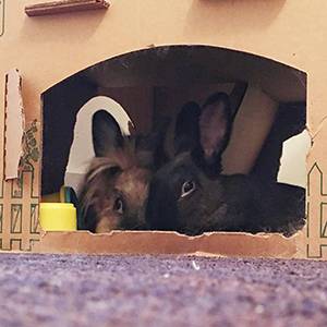 Two bunnies in cardboard box hut